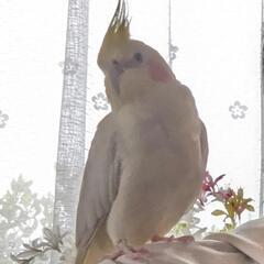 鳥をさがしています オカメインコ