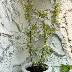 ブルーベリー 鉢植え ガーデニング 植木 植物　