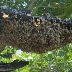 日本蜜蜂　分蜂1群　重箱2段