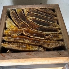 日本蜜蜂　分蜂1群　重箱2段