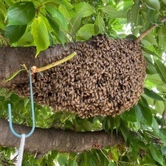 日本蜜蜂　分蜂1群　重箱2段