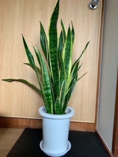 【大きめ】サンスベリア　6号か7号　生活雑貨 観葉植物　家庭用品 ガーデニング