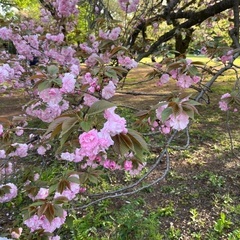 明日5月25日に一緒にイマーシブフォート東京に行ってくれる…