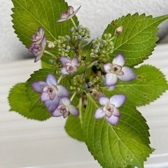 紫陽花　ひな祭り　おまけの苗1つ付き　抜き苗