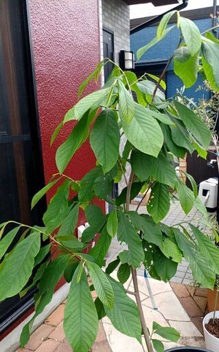 ポポー(ウィルソン)鉢植え