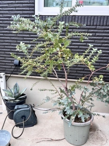 観葉植物　ユーカリ 植物