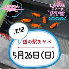 深谷市道の駅おかべ　メダカ　金魚販売‼