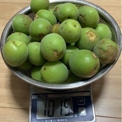 訳あり！採れたて✨【無農薬】青梅　約1kg