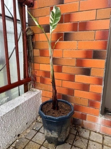 激レア 斑入りバナナ アエアエバナナ 子株 最終値下げ12アエアエバナナ