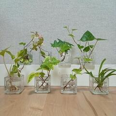 観葉植物8個セット(ミニグラス付)