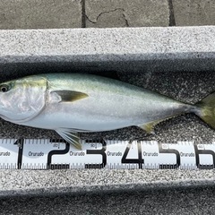 釣り仲間探しています！