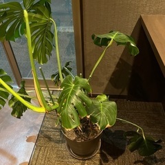 モンステラ　観葉植物　大型
