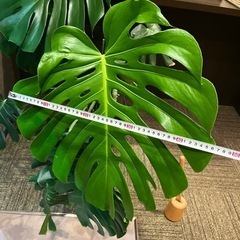 モンステラ　観葉植物　大型
