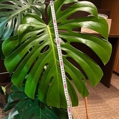 モンステラ　観葉植物　大型
