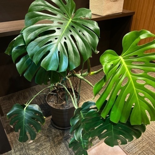 モンステラ　観葉植物　大型\n