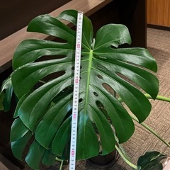 モンステラ　観葉植物　大型
