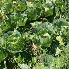 🥬沖縄県産キャベツ