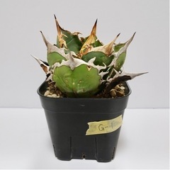 アガベチタノタfo-076 ボールタイプ g-1