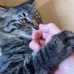 多頭飼育崩壊レスキュー　おこげ　オス　1歳　長毛