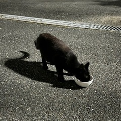 黒猫ちゃん🐈‍⬛