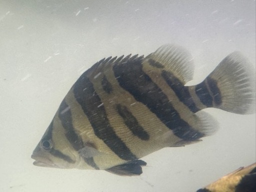 ダトニオプラスワン
