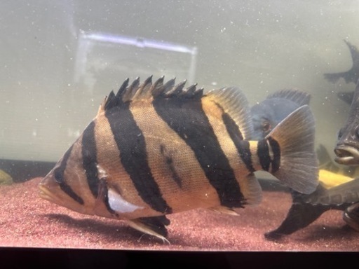 ダトニオ　リアルバンド