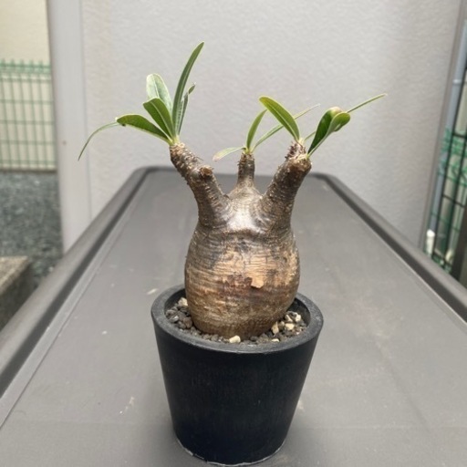 グラキリス　発根済み