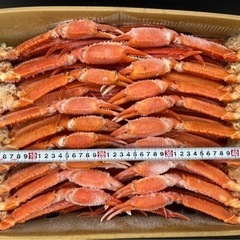 北海道産　紅ズワイ蟹🦀　5k　激安‼️