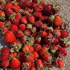摘みたていちご　苺　イチゴ　25日午前収穫