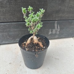 塊根植物　トリコディアデマ　②