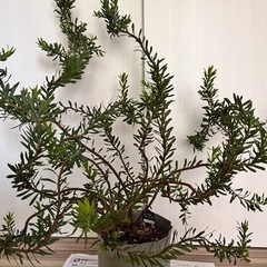 リューカデンドロン 大株　庭木 ガーデニング 鉢植え オージープ...