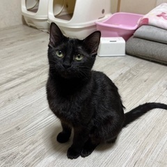 美人な黒猫ちゃん　6ヶ月