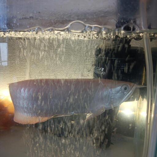 熱帯魚