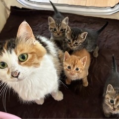 子猫２匹とそのママ猫ちゃんも里親さん募集中!!(性別不明)