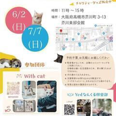 【保護猫の譲渡会】大阪府高槻市　6/2(日)