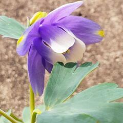 ミヤマオダマキ(紫)の種 30個ほど