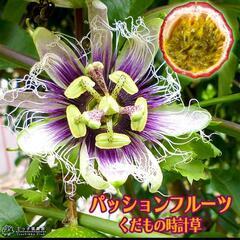 パッションフルーツ 苗 ガーデニング 植木 植物　