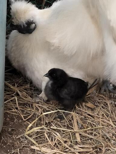 烏骨鶏　１歳雌とヒヨコ1羽セット