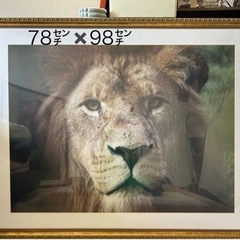 ライオンの写真
