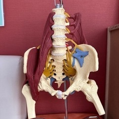 骨模型(腸腰筋)