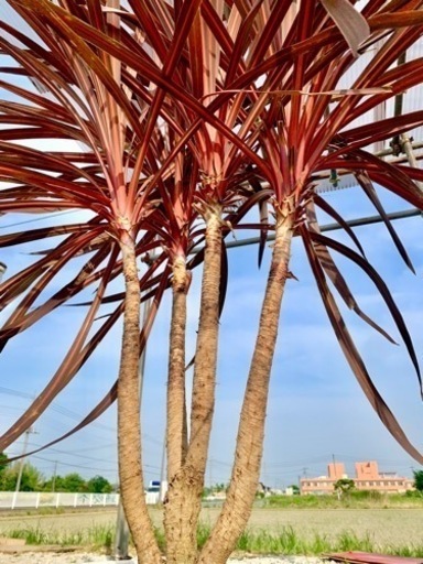最安！大株4本立★八丈島産【コルジリネ　レッドスター】赤ドラセナ　ヤシ　シンボルツリー　ドライガーデン【引き渡し限定】鴻巣 最安！大株4本立☆八丈島産【コルジリネ レッドスター】赤ドラセナ