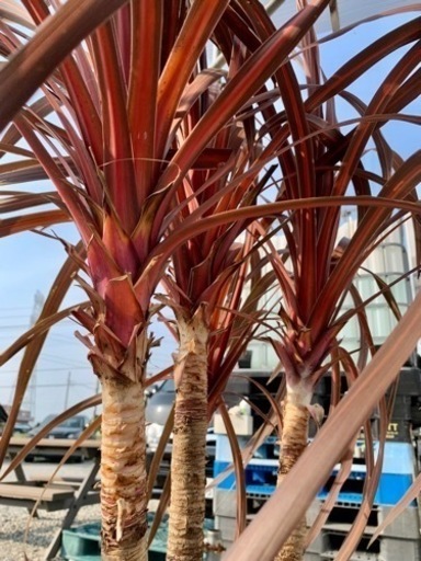 最安！大株4本立★八丈島産【コルジリネ　レッドスター】赤ドラセナ　ヤシ　シンボルツリー　ドライガーデン【引き渡し限定】鴻巣 最安！大株4本立☆八丈島産【コルジリネ レッドスター】赤ドラセナ
