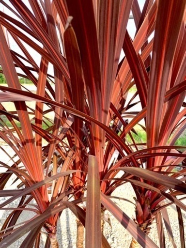 最安！大株4本立☆八丈島産【コルジリネ レッドスター】赤ドラセナ