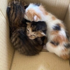 【里親募集中】生後約2週間の子猫 2匹