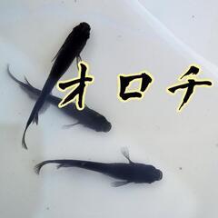 オロチ　めだか　稚魚5匹