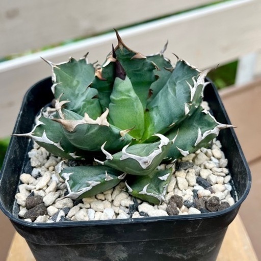Agave titanota ‘Dwarf’　姫厳竜　子株　抜き苗