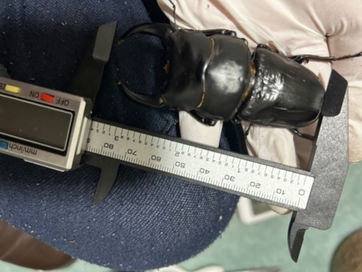 オオクワガタ能勢yg♂88㎜早期羽化♀サービス