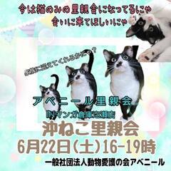 6月22日沖ねこ里親会inマンガ倉庫泡瀬店