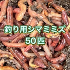 【ネット決済・配送可】シマミミズ 釣り餌用 50匹