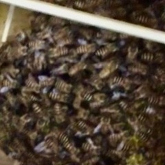 日本ミツバチ　分蜂　日本みつばち　巣箱3段　日本蜜蜂　